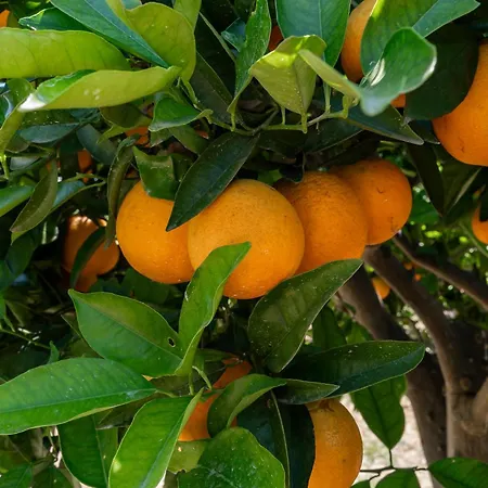 بيت للعطل Casa D'nossa, Casa Tradicional E Moderna, Vista 360º, Piscina De Agua Salgada *