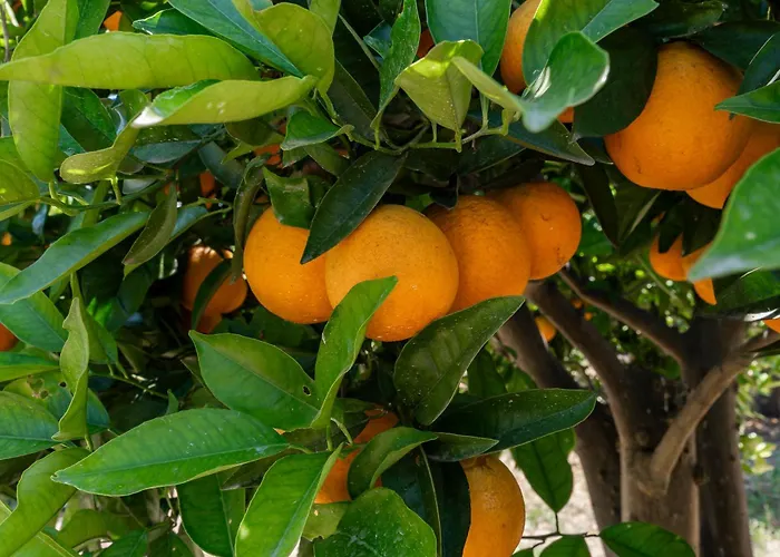 Tatil Evi Casa D'nossa, Casa Tradicional E Moderna, Vista 360º, Piscina De Agua Salgada *
